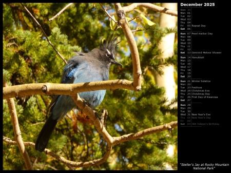 Steller's Jay at Rocky Mountain National Park