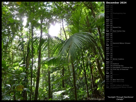 Sunlight Through Rainforest Canopy