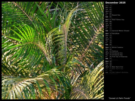 Sunset Lit Palm Fronds