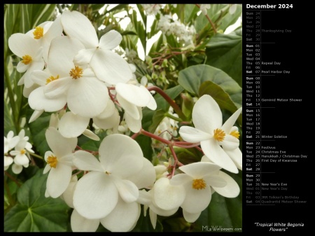 Tropical White Begonia Flowers