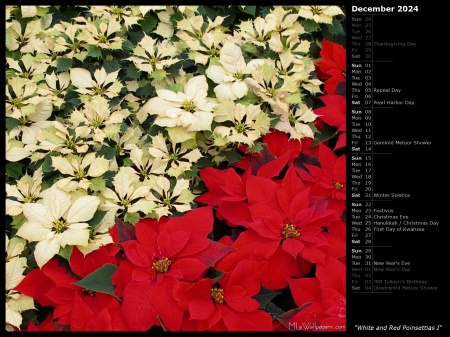 White and Red Poinsettias I