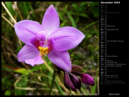 Wild Orchid