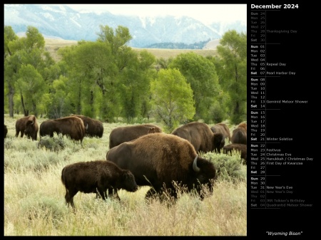 Wyoming Bison