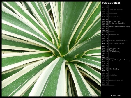 Agave Plant