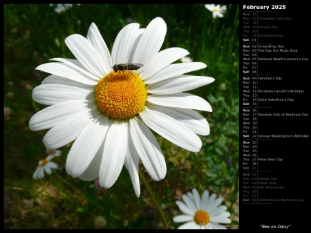 Bee on Daisy