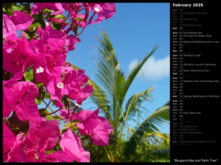 Bougainvillea and Palm Tree