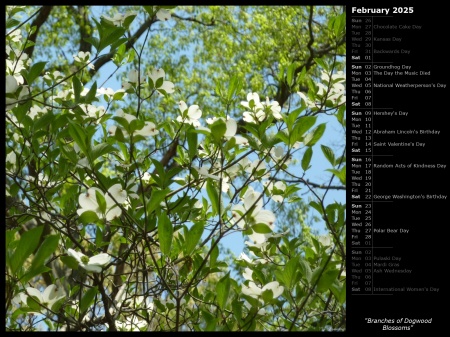 Branches of Dogwood Blossoms