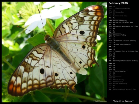 Butterfly on Jasmine