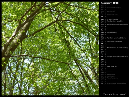 Canopy of Spring Leaves