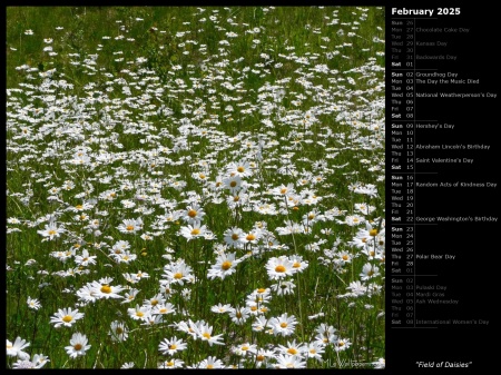 Field of Daisies