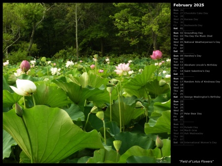 Field of Lotus Flowers