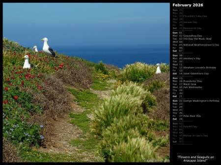 Flowers and Seagulls on Anacapa Island