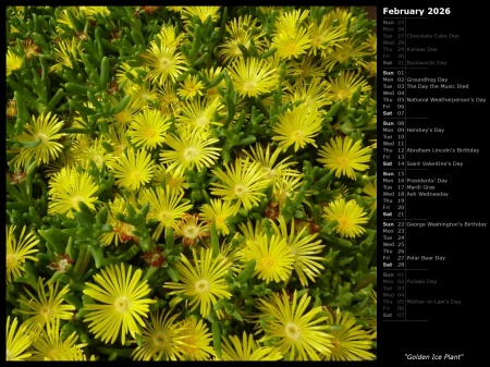 Golden Ice Plant