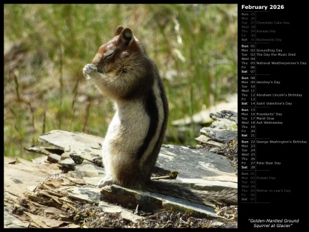 Golden-Mantled Ground Squirrel at Glacier