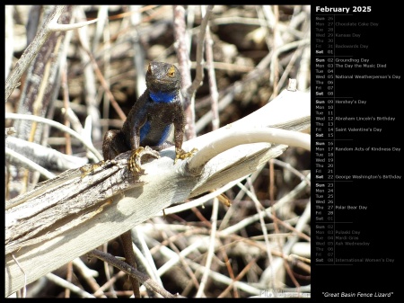 Great Basin Fence Lizard