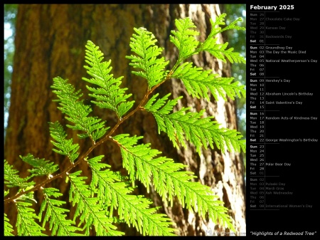 Highlights of a Redwood Tree