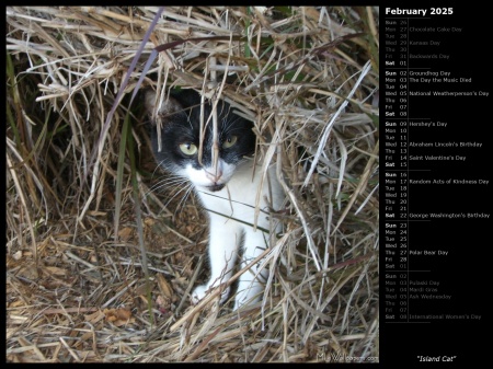 Island Cat