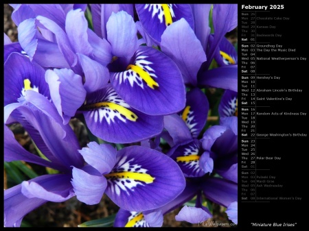 Miniature Blue Irises