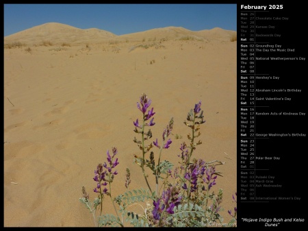 Mojave Indigo Bush and Kelso Dunes