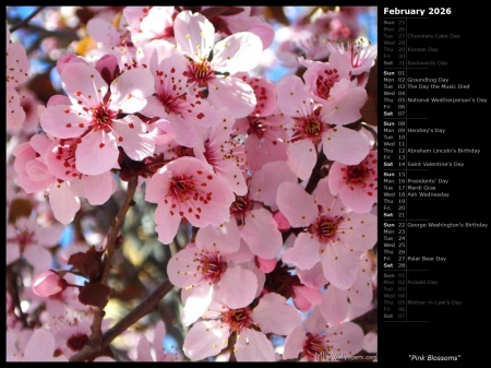 Pink Blossoms