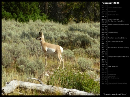 Pronghorn at Grand Teton