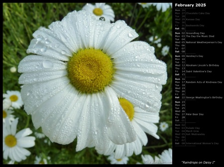 Raindrops on Daisy I