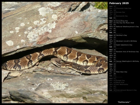 Rattlesnake