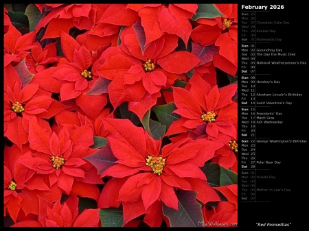 Red Poinsettias