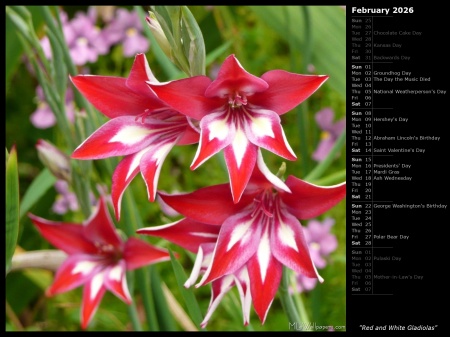 Red and White Gladiolas