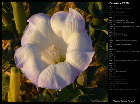 Sacred Datura Flower