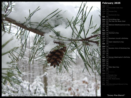 Snowy Pine Branch