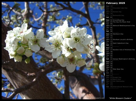 White Blossom Clusters