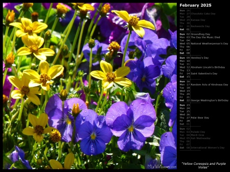 Yellow Coreopsis and Purple Violas