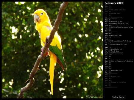 Yellow Parrot