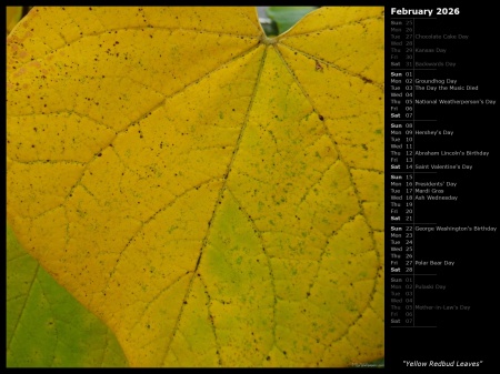 Yellow Redbud Leaves