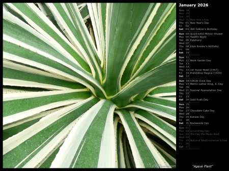 Agave Plant