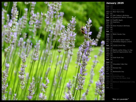 Bee on Lavender