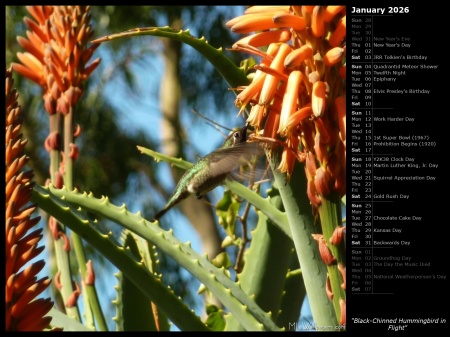 Black-Chinned Hummingbird in Flight