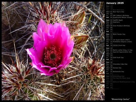 Blossoming Cactus