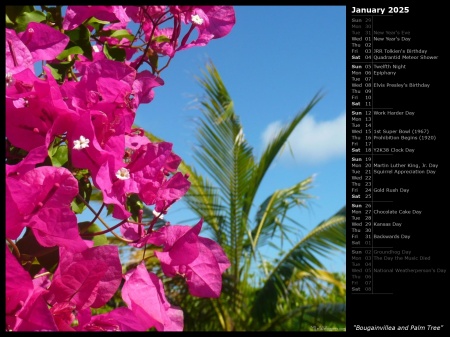 Bougainvillea and Palm Tree