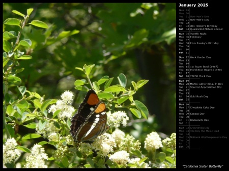 California Sister Butterfly