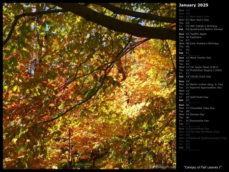 Canopy of Fall Leaves I