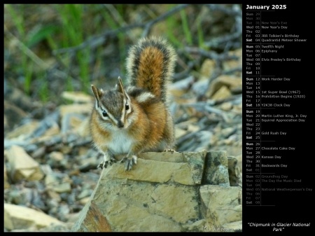 Chipmunk in Glacier National Park