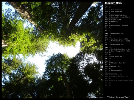 Circle of Redwood Trees