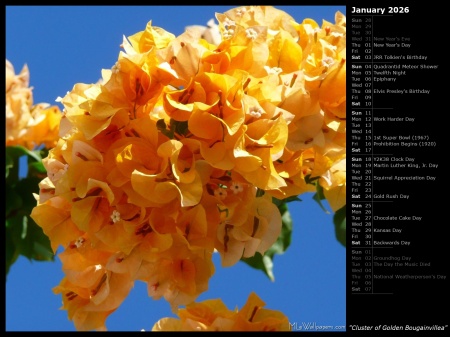 Cluster of Golden Bougainvillea