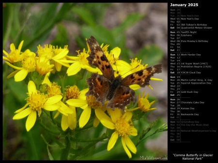 Comma Butterfly in Glacier National Park