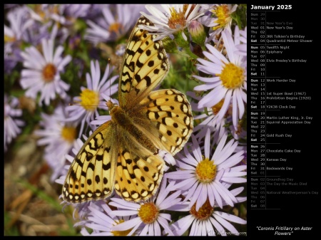 Coronis Fritillary on Aster Flowers