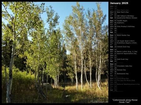 Cottonwoods along Moose Ponds Trail