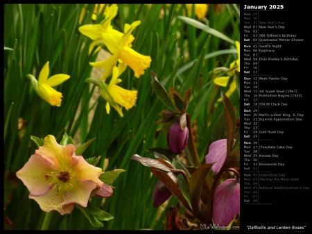 Daffodils and Lenten Roses