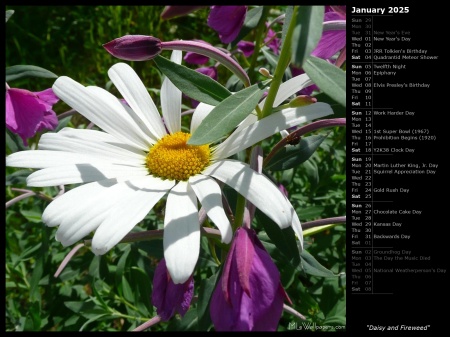 Daisy and Fireweed